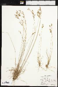 Juncus secundus image