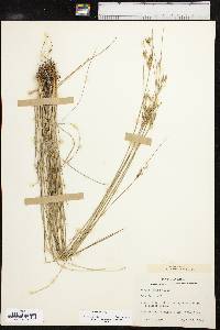 Juncus interior image