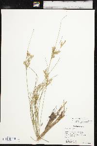 Juncus interior image