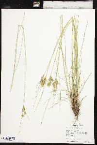 Juncus interior image