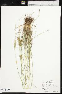 Juncus interior image