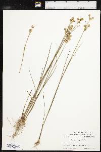 Juncus scirpoides image