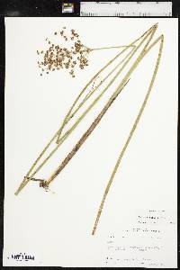 Juncus nodatus image