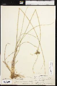 Juncus interior image