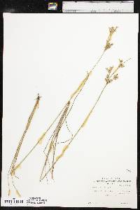 Juncus interior image