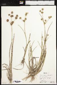 Juncus megacephalus image