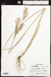 Juncus nodatus image