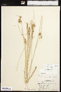 Juncus interior image