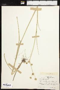 Juncus polycephalus image