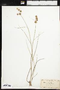 Juncus nodosus image