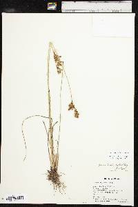 Juncus brachyphyllus image