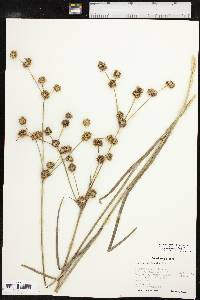 Juncus validus image