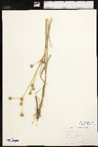 Juncus validus image