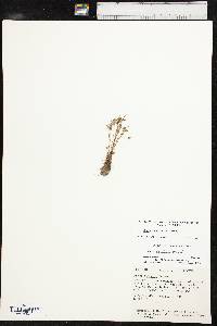 Juncus capitatus image