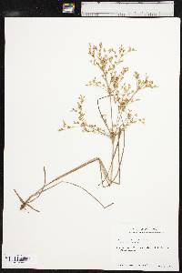 Juncus diffusissimus image