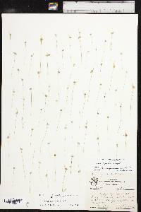Juncus capitatus image