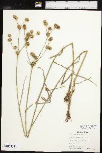 Juncus validus image