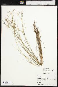 Juncus diffusissimus image