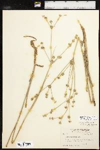 Juncus validus image