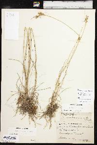 Juncus brachyphyllus image