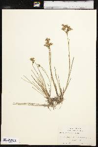 Juncus diffusissimus image