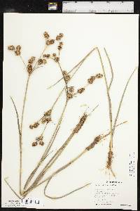 Juncus validus image