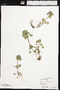 Lamium purpureum image