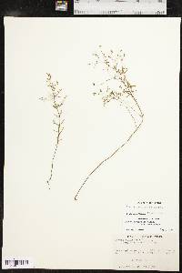 Lechea tenuifolia image