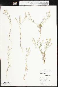 Lepidium virginicum subsp. menziesii image