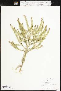 Lepidium densiflorum image