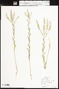 Lepidium austrinum image