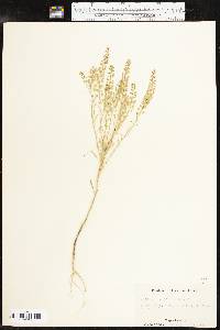 Lepidium densiflorum image