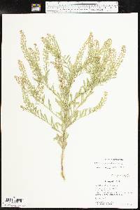 Lepidium austrinum image