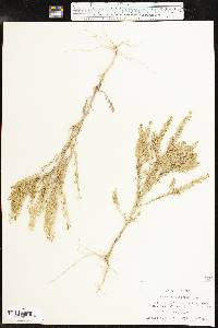 Lepidium densiflorum image