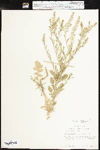 Lepidium austrinum image