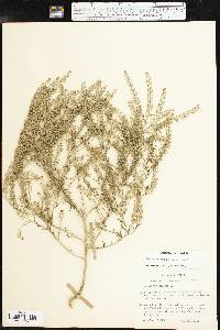 Lepidium densiflorum image