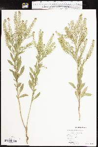 Lepidium austrinum image