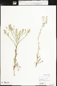 Lepidium densiflorum image