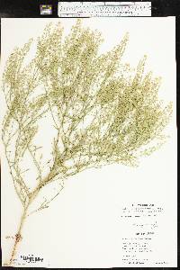 Lepidium virginicum subsp. menziesii image