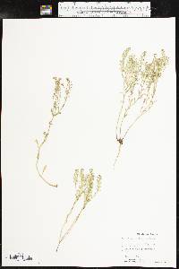 Lepidium oblongum image