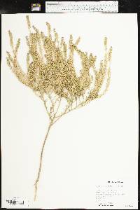 Lepidium densiflorum image