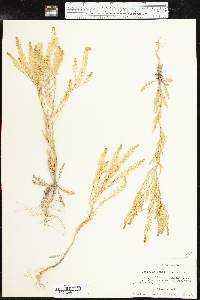 Lepidium densiflorum image