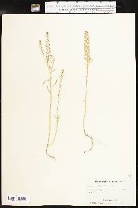 Lepidium densiflorum image