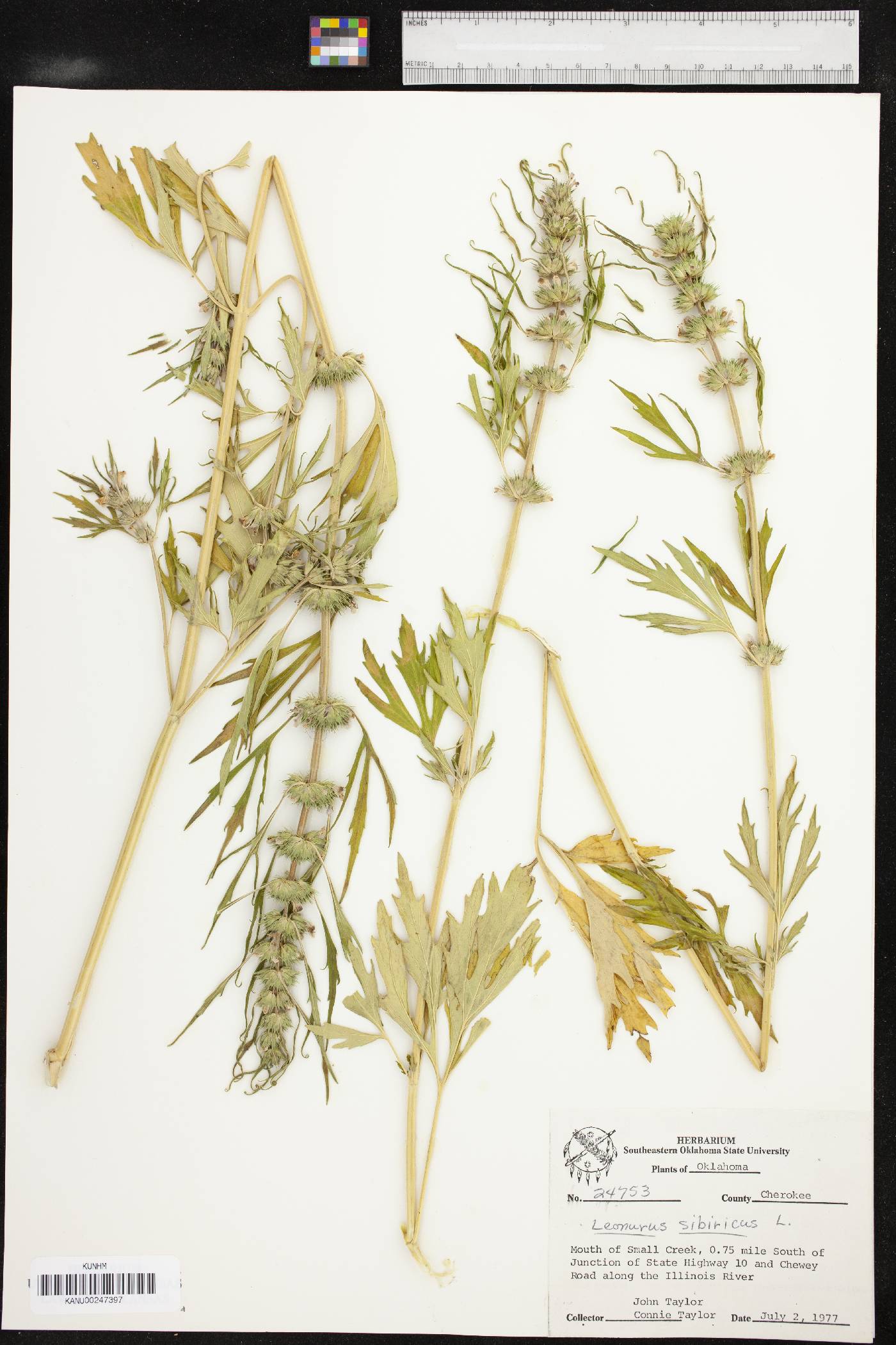 Leonurus sibiricus image