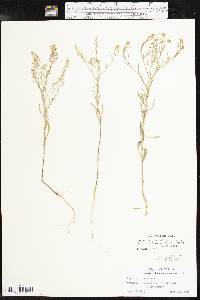 Lepidium virginicum subsp. menziesii image