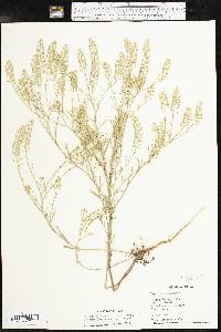 Lepidium virginicum subsp. menziesii image