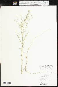 Lepidium virginicum subsp. menziesii image