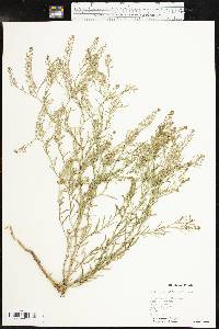 Lepidium densiflorum image