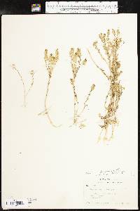 Lepidium oblongum image