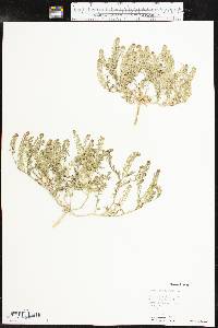 Lepidium oblongum image